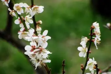 Kairakuen: Bunga Plum dan Lainnya