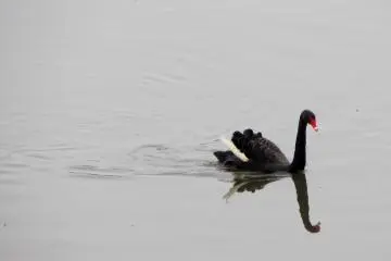 Burung ini juga sangat cantik