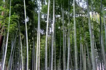 Meskipun mereka tidak berbunga seperti pohon plum, suara yang dibuat bambu-bambu ini benar-benar spektakuler