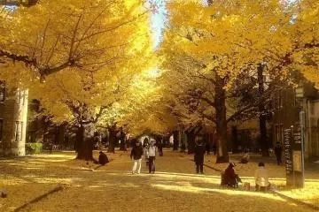 Photo: <a href="https://en.japantravel.com/tokyo/todai-gingko-in-autumn/7556" target="_blank" rel="noreferrer noopener nofollow">Reika Clare </a>