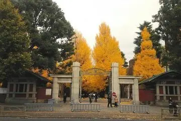 Photo: <a href="https://en.japantravel.com/tokyo/todai-gingko-in-autumn/7556" target="_blank" rel="noreferrer noopener nofollow"> Reika Clare </a>