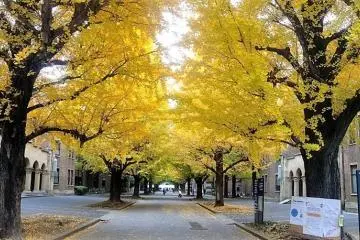 Photo: <a href="https://en.japantravel.com/tokyo/todai-gingko-in-autumn/7556" target="_blank" rel="noreferrer noopener nofollow"> Reika Clare </a>