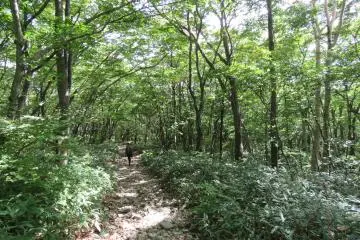 Trail in Heisei no Mori Forest 