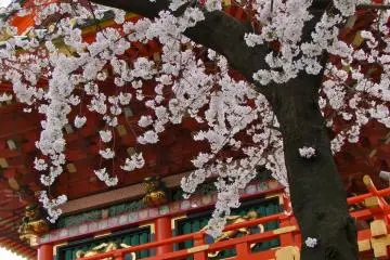 사원 문 근처 벚꽃 나무
