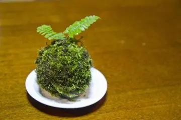 Small dishes like these combine artistic design and function; they're also good for homemade kokedama, or moss balls