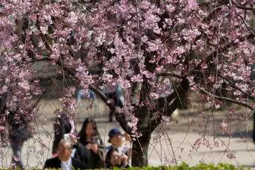 Cherry Blossoms at Zojo-ji
