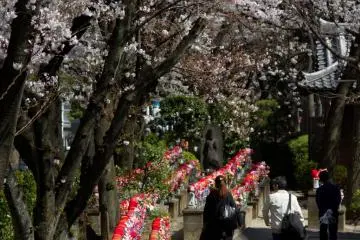 Passing along the Jizo statues, under a roof of cherry blossoms.