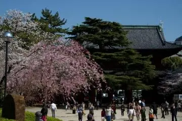 The pink wheeping cherry tree was the main attraction that day, ...