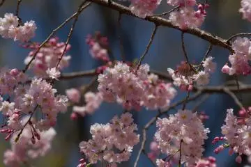 ... and rightly so: the blossoms where perfect.