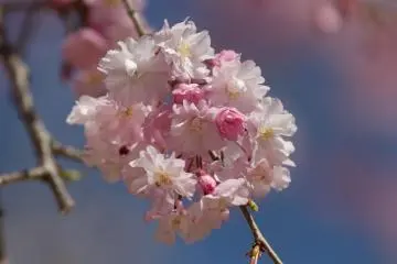 Most of the branches were in full bloom.