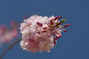 Others were about to reach full bloom the next day.