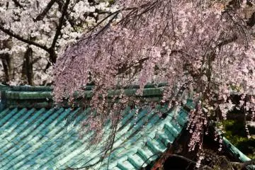 Most of the blossoms are white, but you do get the occasional mix of colours.