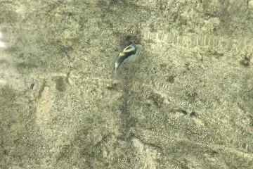 Easy to spot tropical fish