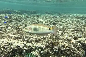 Under the water is no less clearer