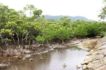 Mangrove forest