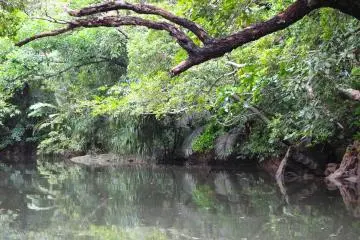 Canoeing through the forests