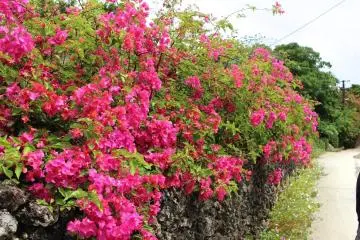 Beautiful floral scenery