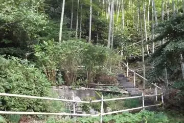 Up into the bamboo forest