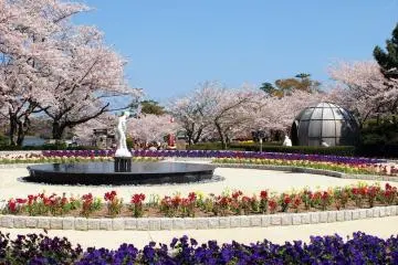 Tokiwa Koen-no-Sakura Festival