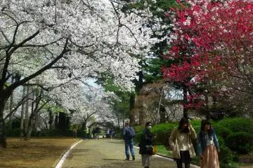 Everyone enjoying a leisurely stroll