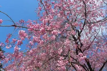 Beautiful pink cherry blossoms