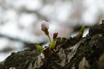 <p>ดอกตูม</p>