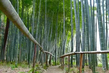 Path leading to a bamboo grove