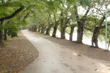 Sakura Grove at Hirosaki Park in autumn