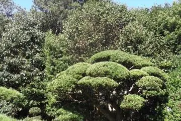 Carefully tended plants and topiary in the garden