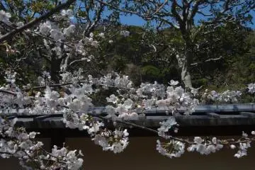 ดอกซากุระใกล้กับประตูทางเข้า