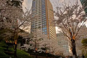 Ark Hills street with cherry trees (Photo: Manish)