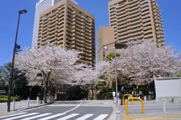 Bylanes decked with cherry trees on both sides (Photo: Manish)