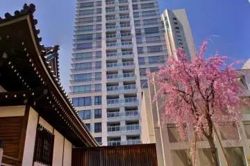 Shidare Sakura and the Ark Hills building in the background (Photo: Manish)