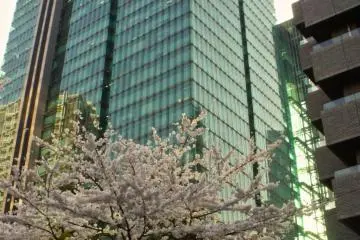 Izumi Garden sakura bloom (Photo: Manish)