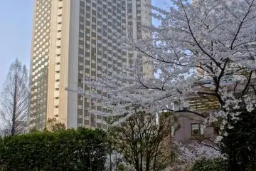 ANA Hotel building behind the sakura blossoms