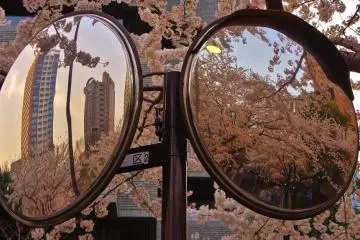Ark Hills sakura as reflected in traffic mirror on the pavement (Photo: Manish)