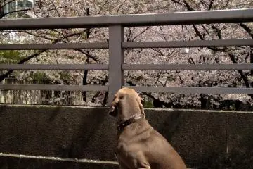 A pet dog enjoying the blossoms (Photo: Manish)