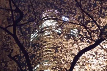 Sengokuyama residence backdrop on the sakura light-up