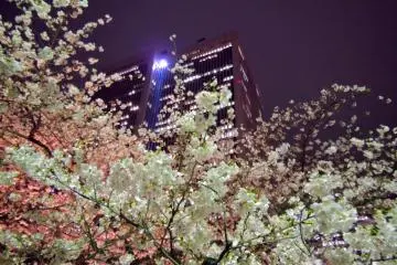 Ark Hills sakura night-time light-up