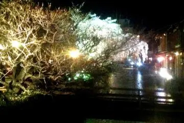 The Cherry Blossoms show their Night beauty at Gion Shirakawa Canal