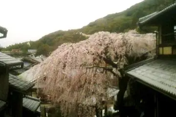 Weeping Cherry of Sannenzaka and Ninenzaka Kyoto