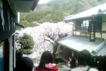 The Weeping Cherry of Sannenzaka and Ninenzaka makes a dramatic contrast to the Higashiyama hills of Kyoto