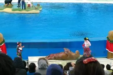 Walrus doing push ups at the marine mammals show. The seal behind is getting ready for his part