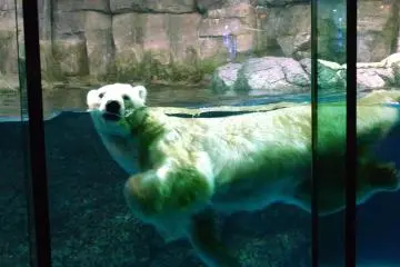 A lone polar bear swimmng