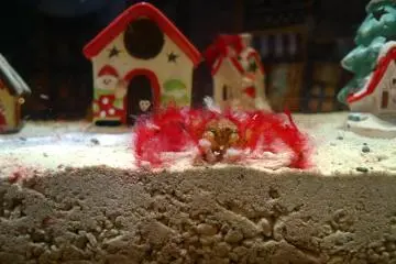 Here's a close up of the little crab