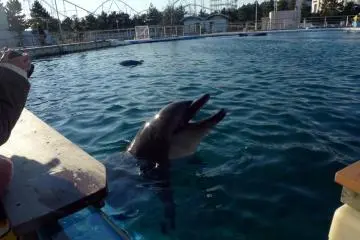 This dolphin likes to play with everyone