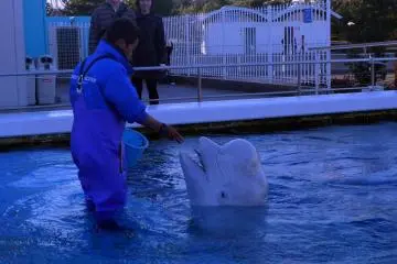 Feeding time for the beluga whale