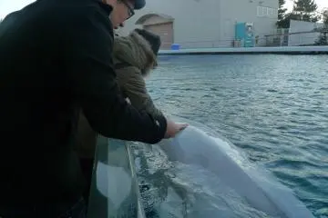 The beluga whale was so soft. I just had to fall in line to touch it again