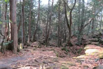 Aokigara Forest (Sea of Trees) 