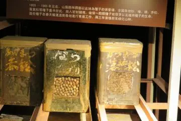 Storing tree seeds in Wind Cave